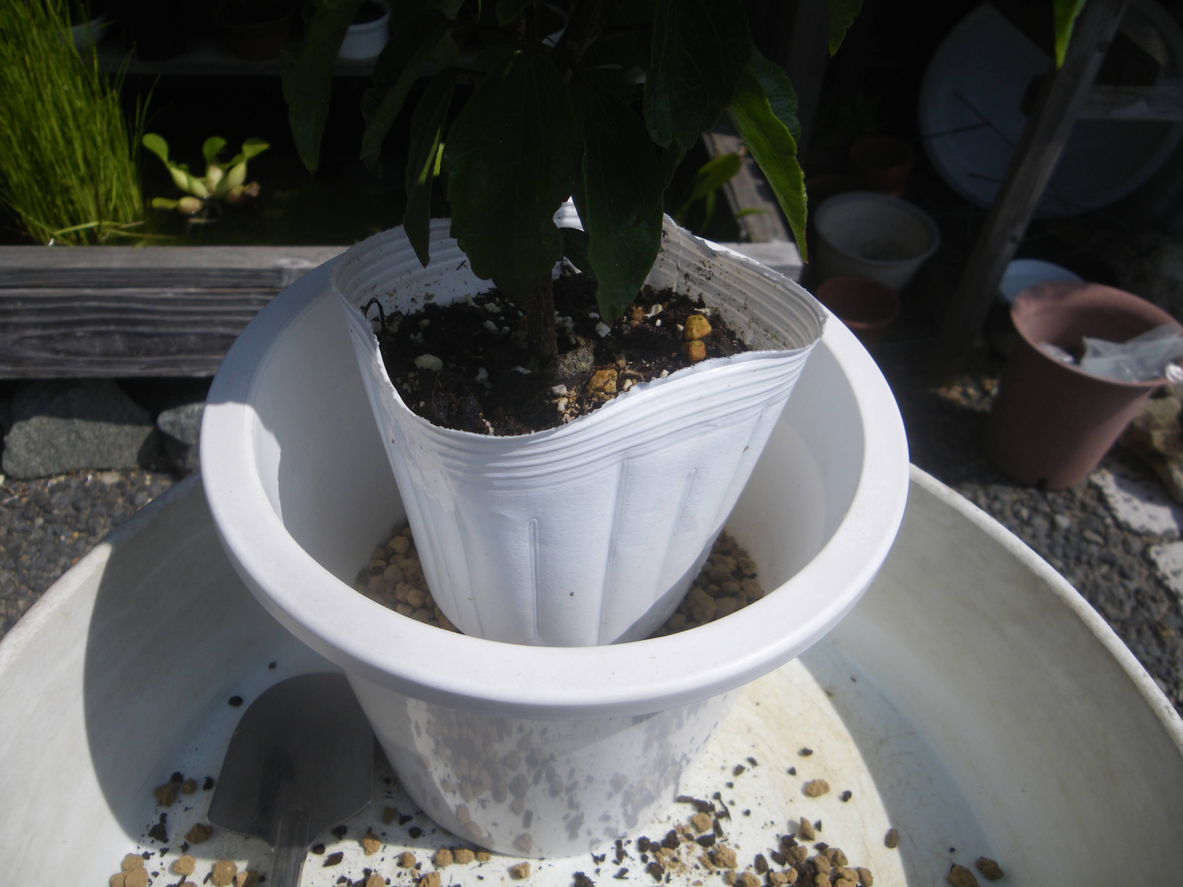 ハイビスカスの育て方 小さな鉢植えで美しい花を楽しむ 苗木の植え付け 栽培の記録 メダカの大工