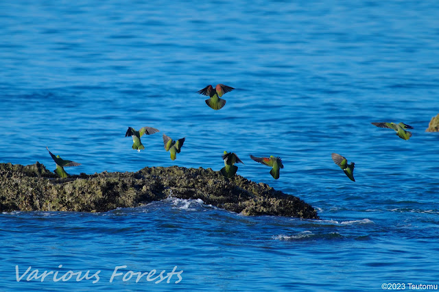 Green Pigeon in OISO