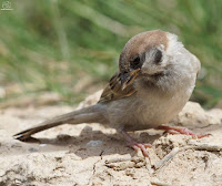 Gorrión molinero (Passer montanus)​​