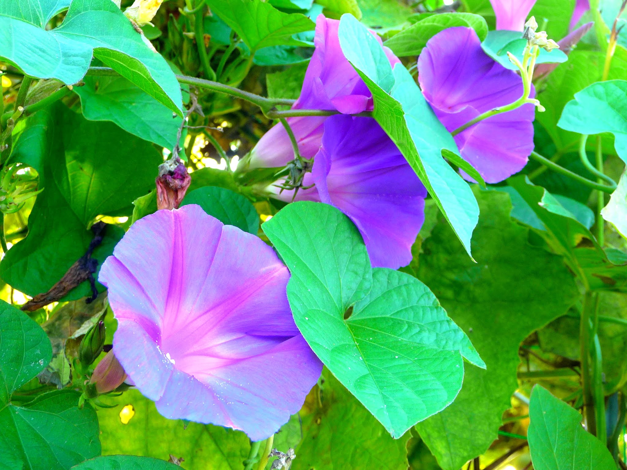 285 夏 アサガオ 朝顔 紫 花 写真素材のおすそわけ