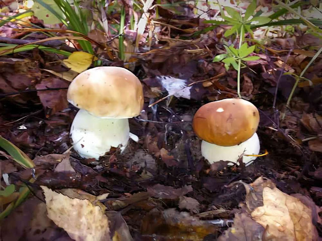 Penny Bun Boletus edulis garden tree plant сад flower grow дерево vegetable fruit цветок seeds grass растение berry growing семена фрукт landscaping planting трава многолетние gardening perennial огород выращивание cultivation shrub ягода куст озеленение посадка садоводство многолетник овощеводство