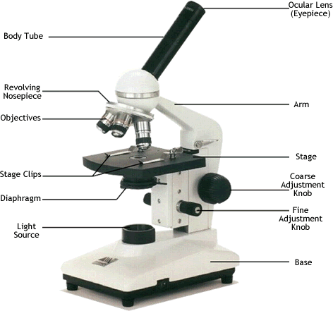 Animal cell labeled enjoy Animal Cell Not Labelled. Animal cell labeled enjoy