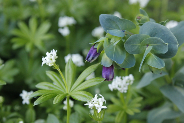 Purple honeywort growing through white flowers of Sweet Woodruff