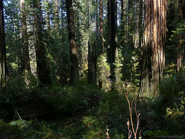 40: fallen tree among other tall trees