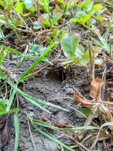 Anthophora aestivalis , porobnica czerwcowa, gniazdo