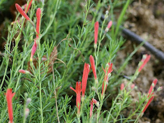 Penstemon à feuilles de pin - Galane à feuilles de pin - Penstemon pinifolius