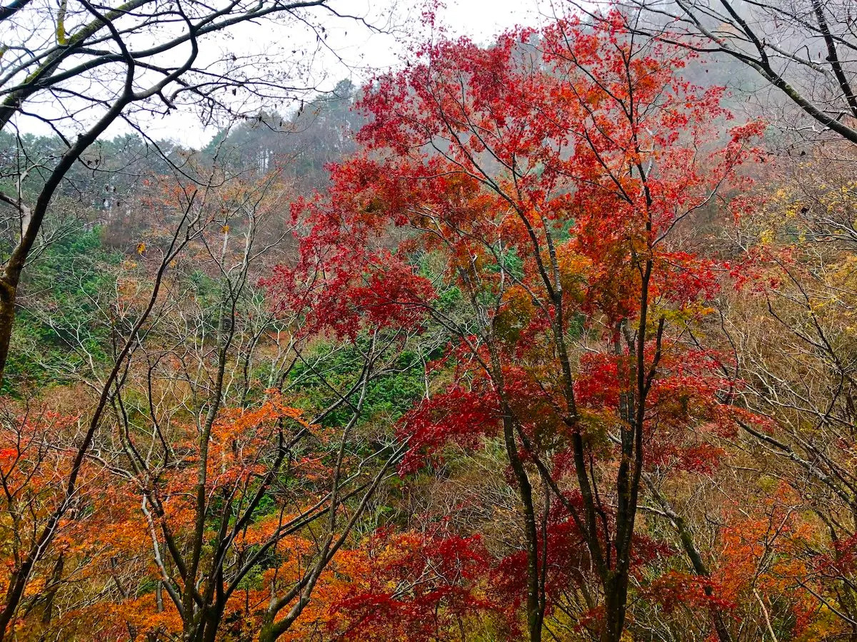 Beautiful red-colored tree in Mt. Nabewari