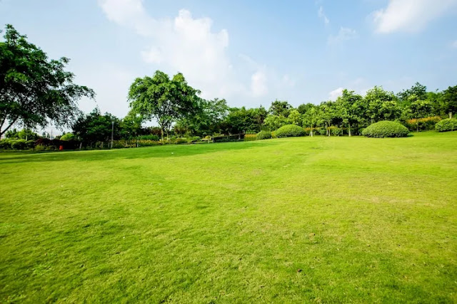 3 of The Best Lawn Treatments To Consider!