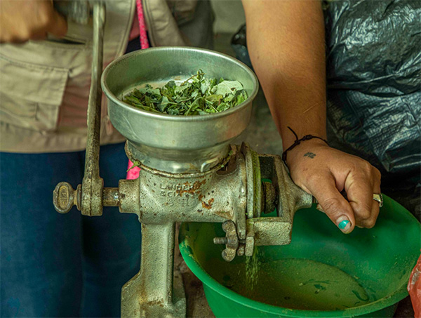 PRIMER FESTIVAL FUTURO COCA: UNA AGENDA DE EXPERIENCIAS  PARA ROMPER ESTIGMAS SOBRE LA HOJA DE COCA