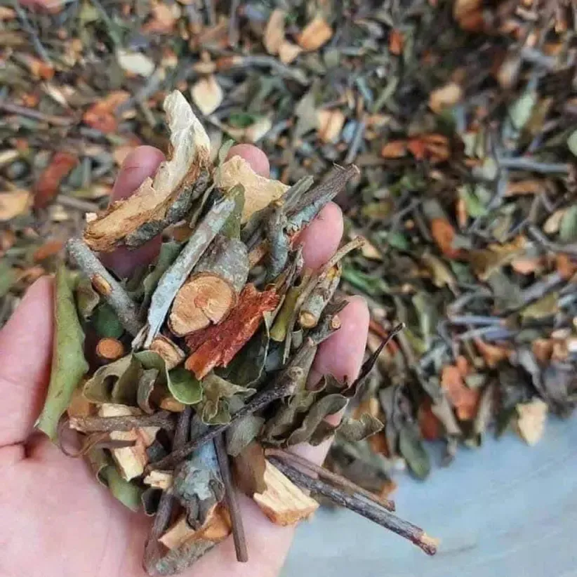 Tầm gửi gạo tía
