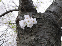 寝屋川公園の桜 ガゼボの丘