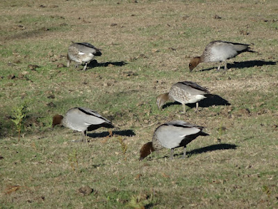 Maned Goose (Chenonetta jubata)