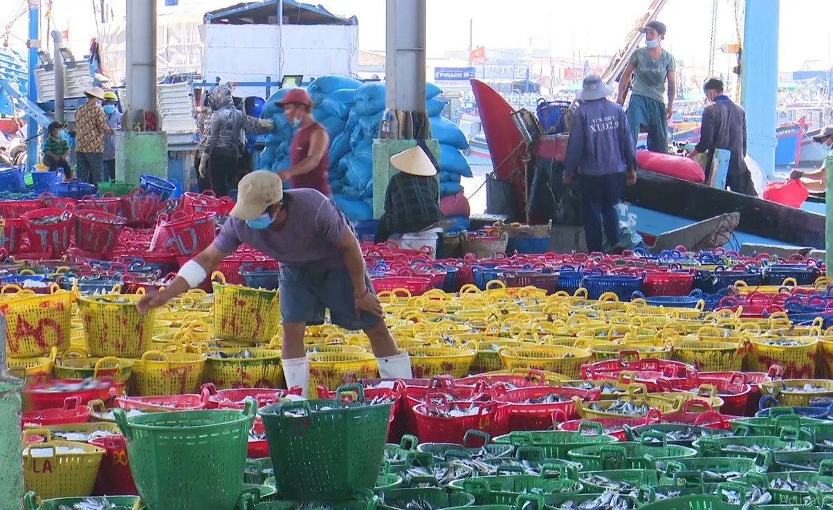 Ngư dân Thuận Nam, Ninh Thuận tấp nập vươn khơi đánh bắt hải sản vụ cá Nam