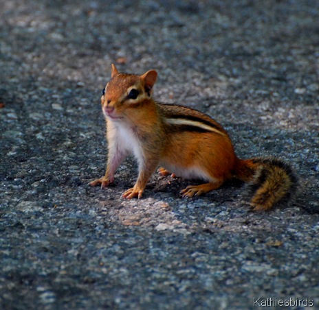 3. chipmunk 6-6-11-kab