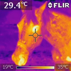 Equine Infrared