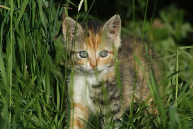 Pictures Of Calico Cats And Kittens