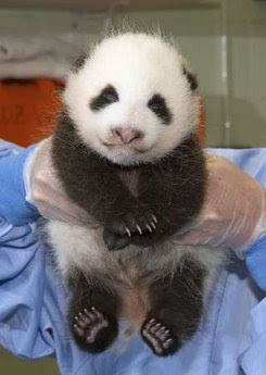 panda baby expression
