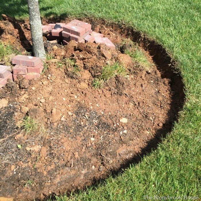 Tree ring dug
