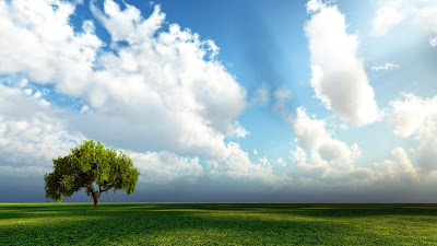 Wallpaper on nature. A nice tree with bushy foliage raise it's head on the grassland. White clouds are dispersed throughout the sky. Combination of white clouds in blue sky and green tree in green grassland makes a heavenly scenery. This will so suitable for desktop wallpaper if you are a nature lover.