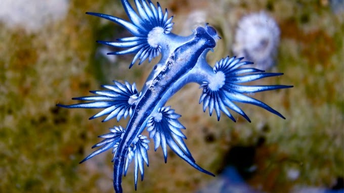 O Dragão Azul (Glaucus-Atlanticus)