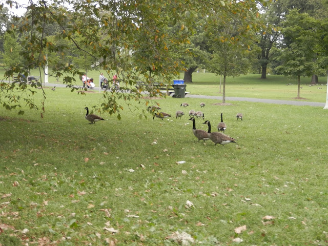 promenade à Lincoln Park à Chicago