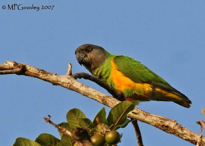 Senegal parrot