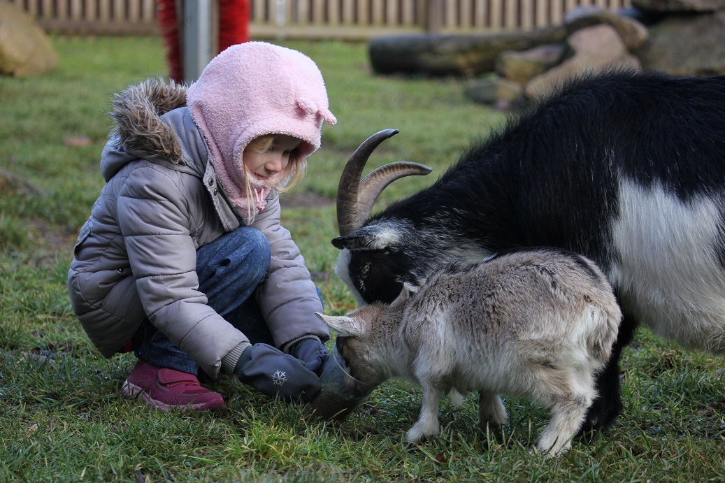 krmení koz ve Wildpark Ostergebirge