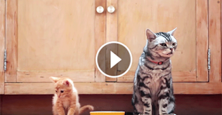 This Cat Teaches This Kitten Some Important Life Lessons And It Had Me In Stitches. Hysterical!