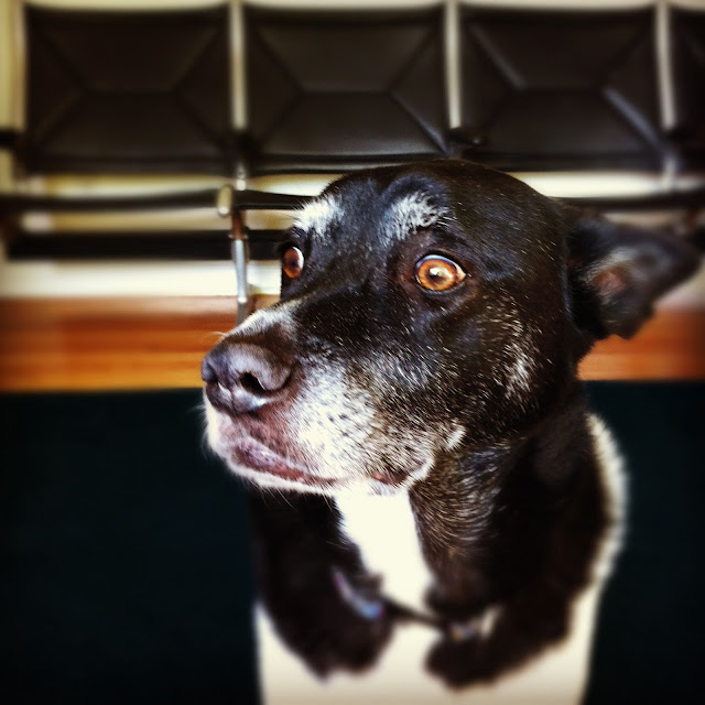 Eames airport chair dog