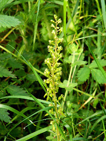 Common Twayblade Neottia ovata.  Indre et Loire, France. Photographed by Susan Walter. Tour the Loire Valley with a classic car and a private guide.