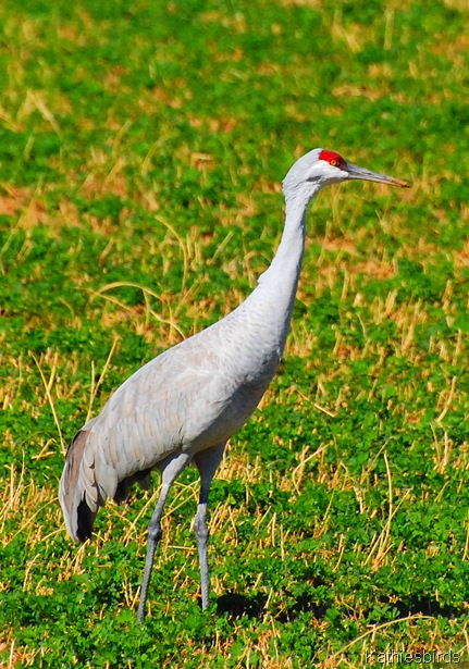 27. crane-kab
