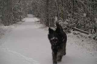 Bouvier des flandres