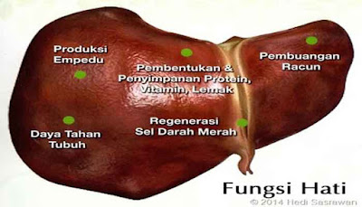 Khasiat Temulawak Buat Penyakit Lever