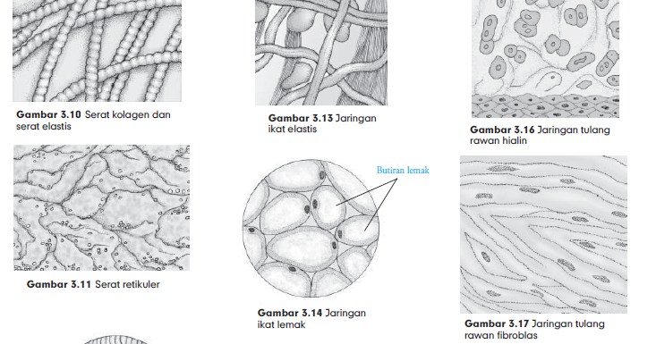 Macam Macam Jaringan  Ikat Pada Hewan  Struktur dan 