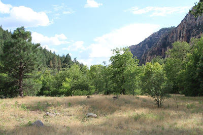 Old Orchard Near Mayhew Lodge Ruins 