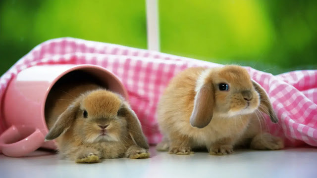 Bunny's