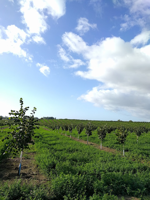 Orchard in Yamhill, OR