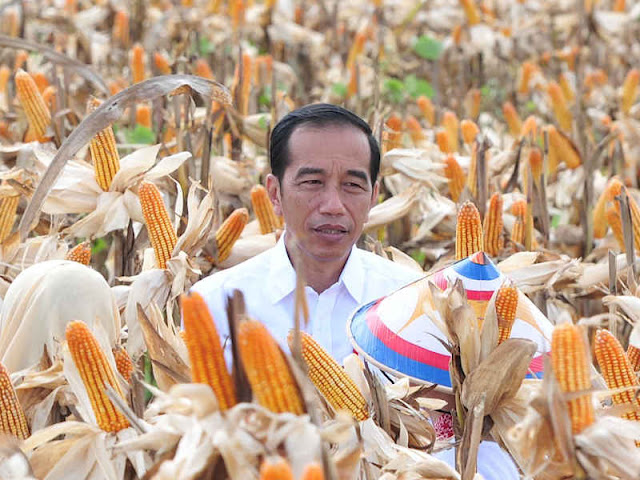 Joko Widodo Ungkap Suplai Jagung Lokal Semakin Meningkat