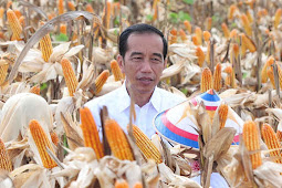 Joko Widodo Ungkap Suplai Jagung Lokal Semakin Meningkat