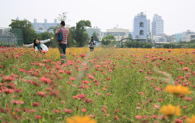 2015花漾橋頭花田囍事-7