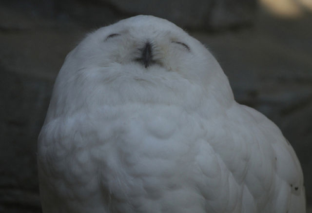 burung hantu