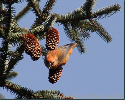7 crossbill-5