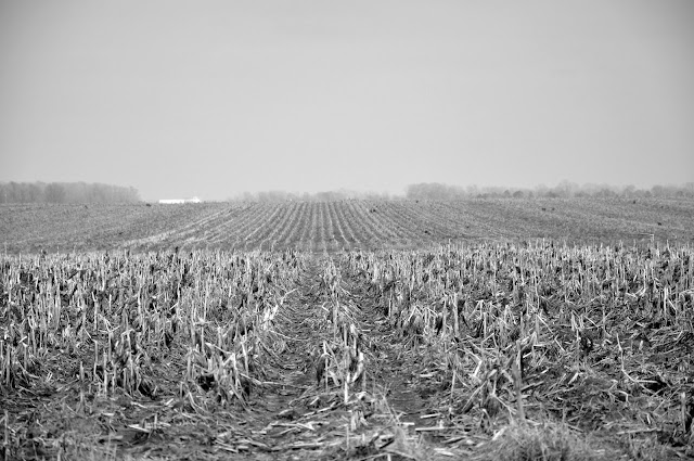 Early Spring Fields Hickory Ridge Studio