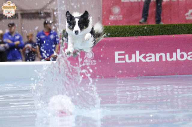 dock diving border collie #AKCDogShow #TheBigDogShow #RoyalCaninDogs