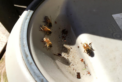 beekeeping,bee,collecting water,memory,foraging,winter,watering bees,