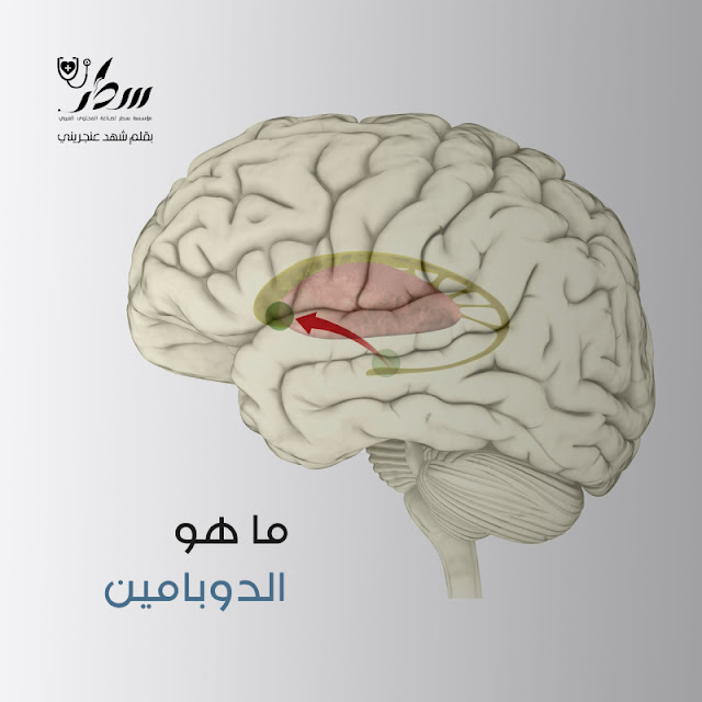 ماهو الدوبامين  و ما هي وظيفته