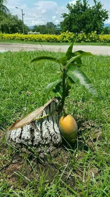 Masya Allah,Buah Mangga Ini Bebuah Meski sudah di tebang sampai habis oleh pemilik nya