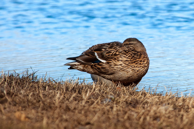 Female Mallard, Colleyville Nature Center