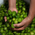 Umbu é uma das opções de frutas saudáveis para o Verão