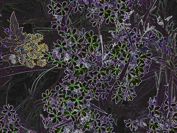 phlox glowing edges